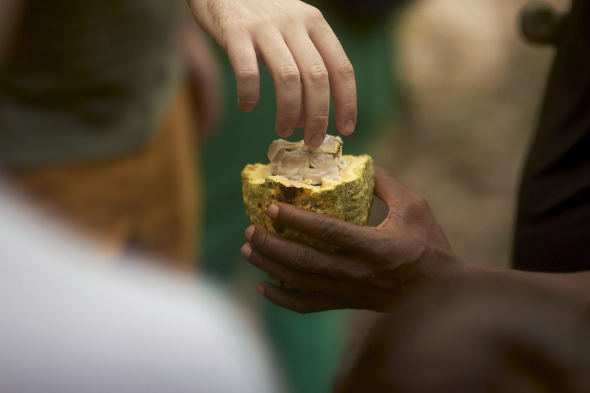 A cacao pod split open on a plantation