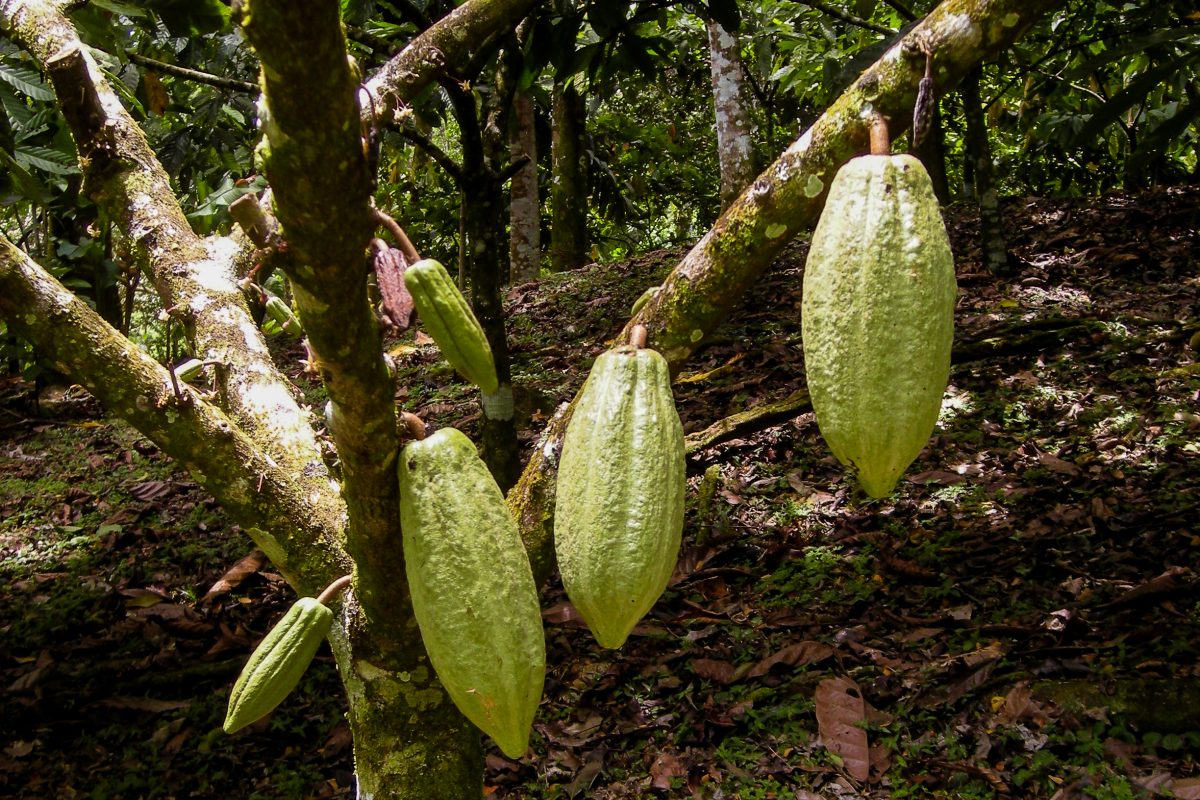 Ripe cacao pods on the tree