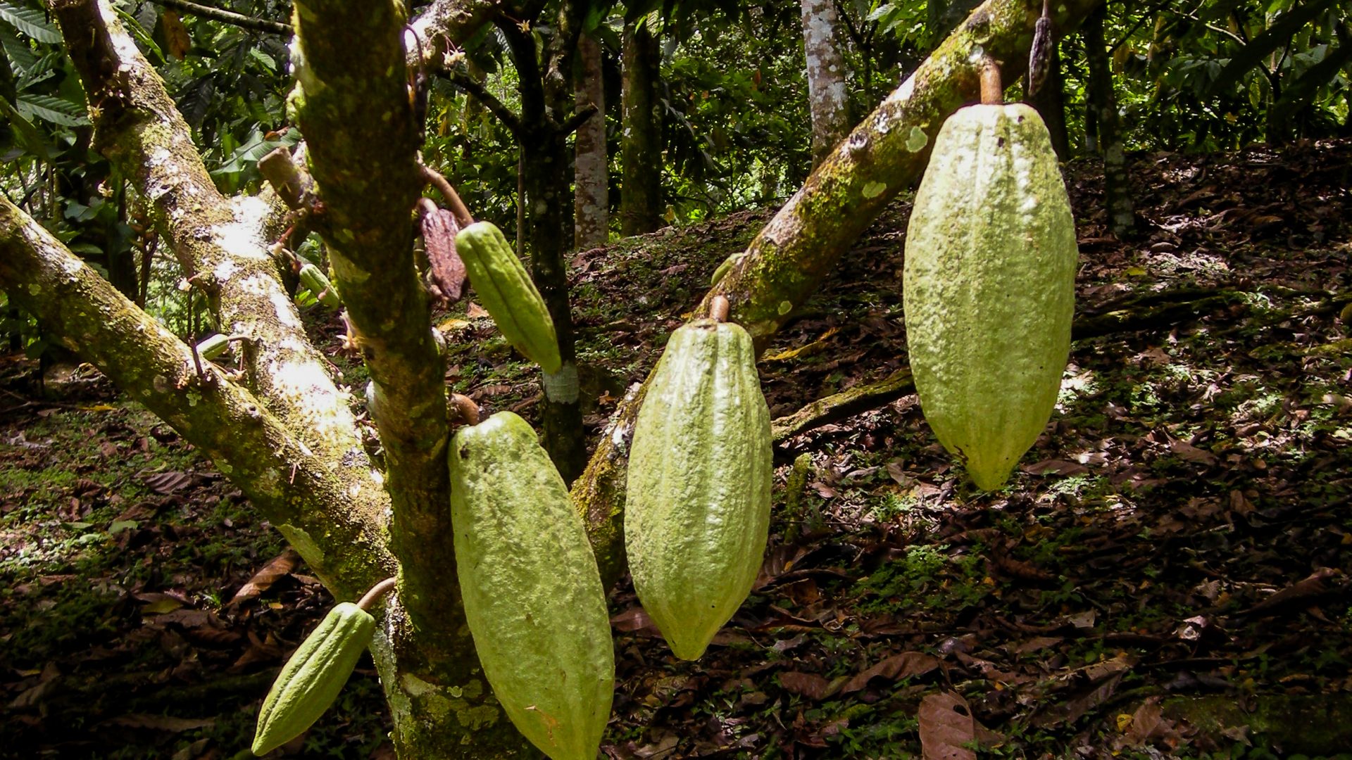 Ripe cacao pods on the tree