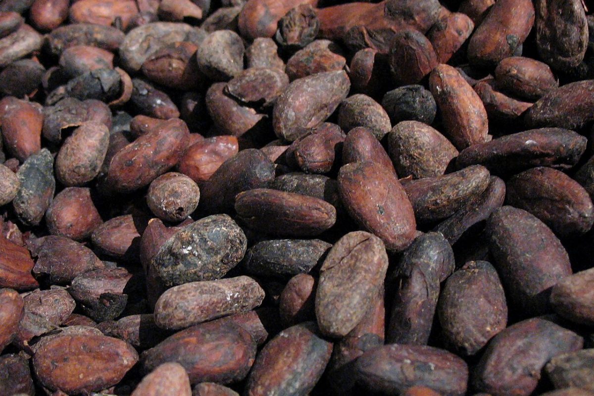 Close-up of roasted cacao beans