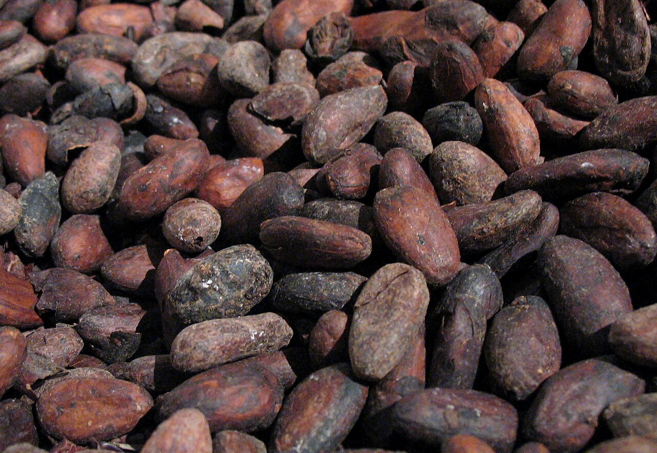 Close-up of roasted cacao beans