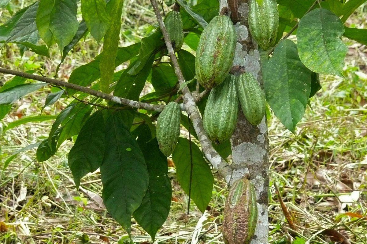 Green cacao pods growing on the tree