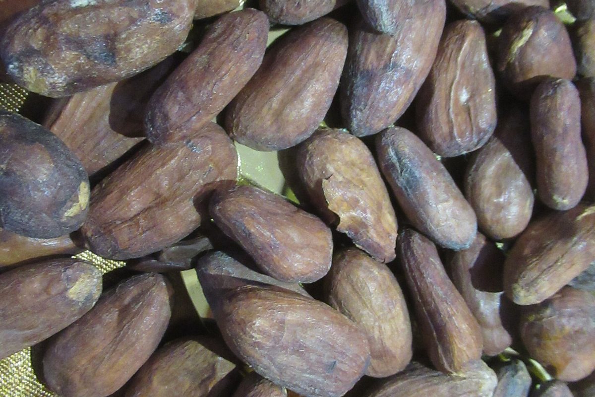 Macro photo of a single roasted cocoa bean