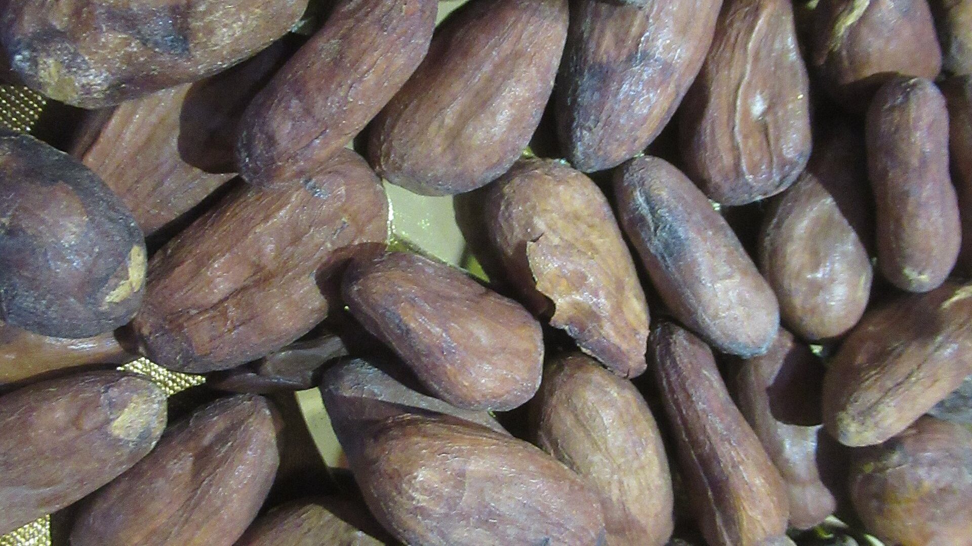 Macro photo of a single roasted cocoa bean