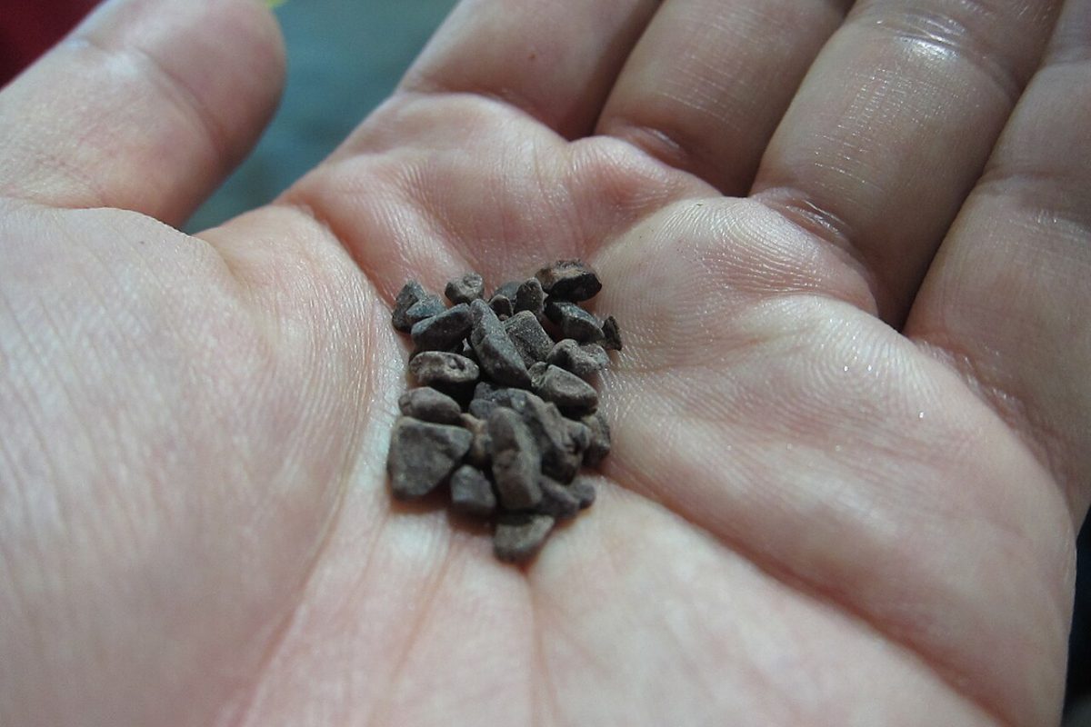 Roasted cocoa nibs held in the palm of a hand