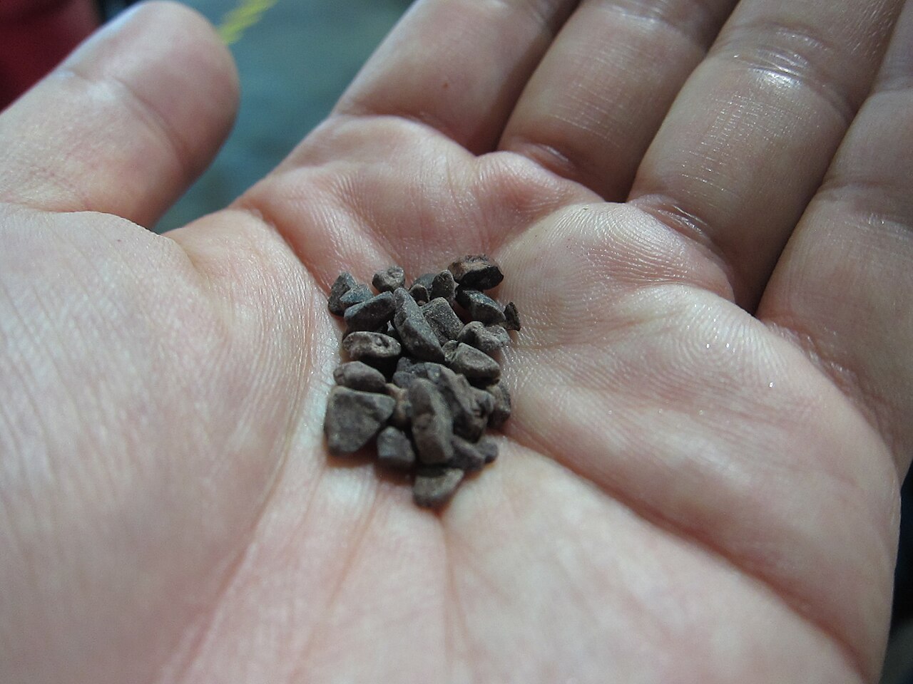 Roasted cocoa nibs held in the palm of a hand