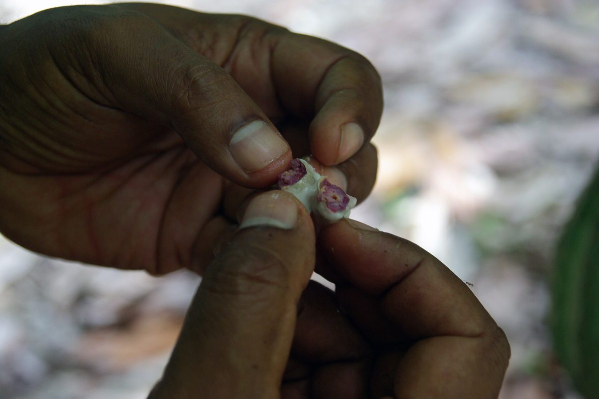 A cracked fresh cocoa bean held in the hand