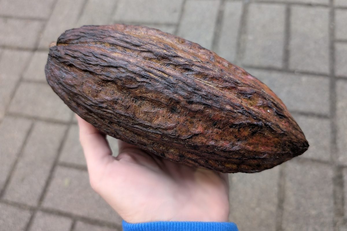 A hand holding a whole dried cacao pod