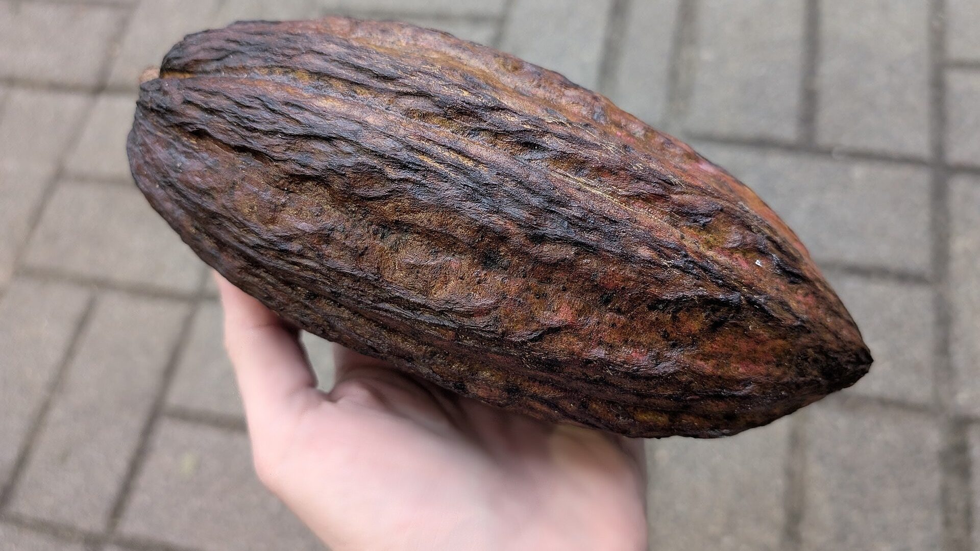 A hand holding a whole dried cacao pod