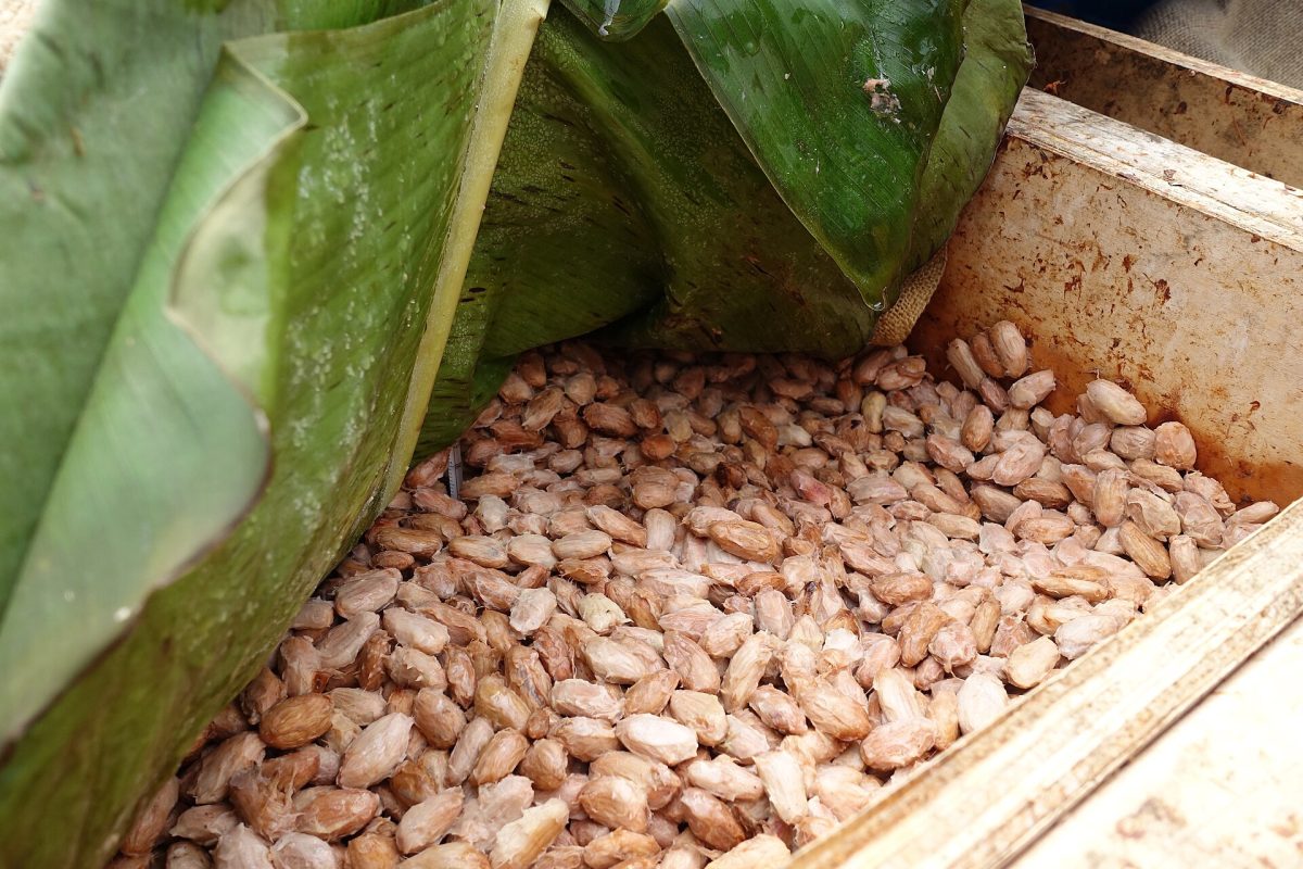 Cacao seeds fermenting under banana leaves