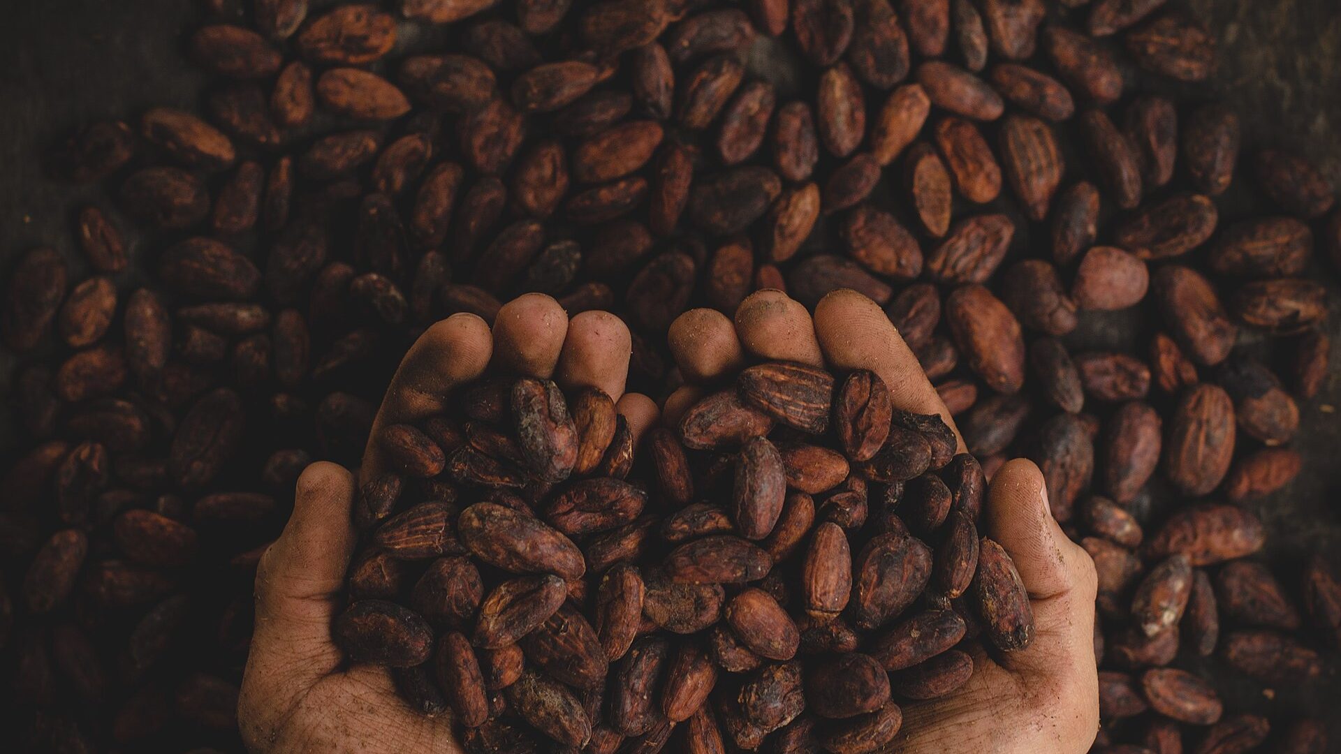 Hands cupping a handful of cocoa beans