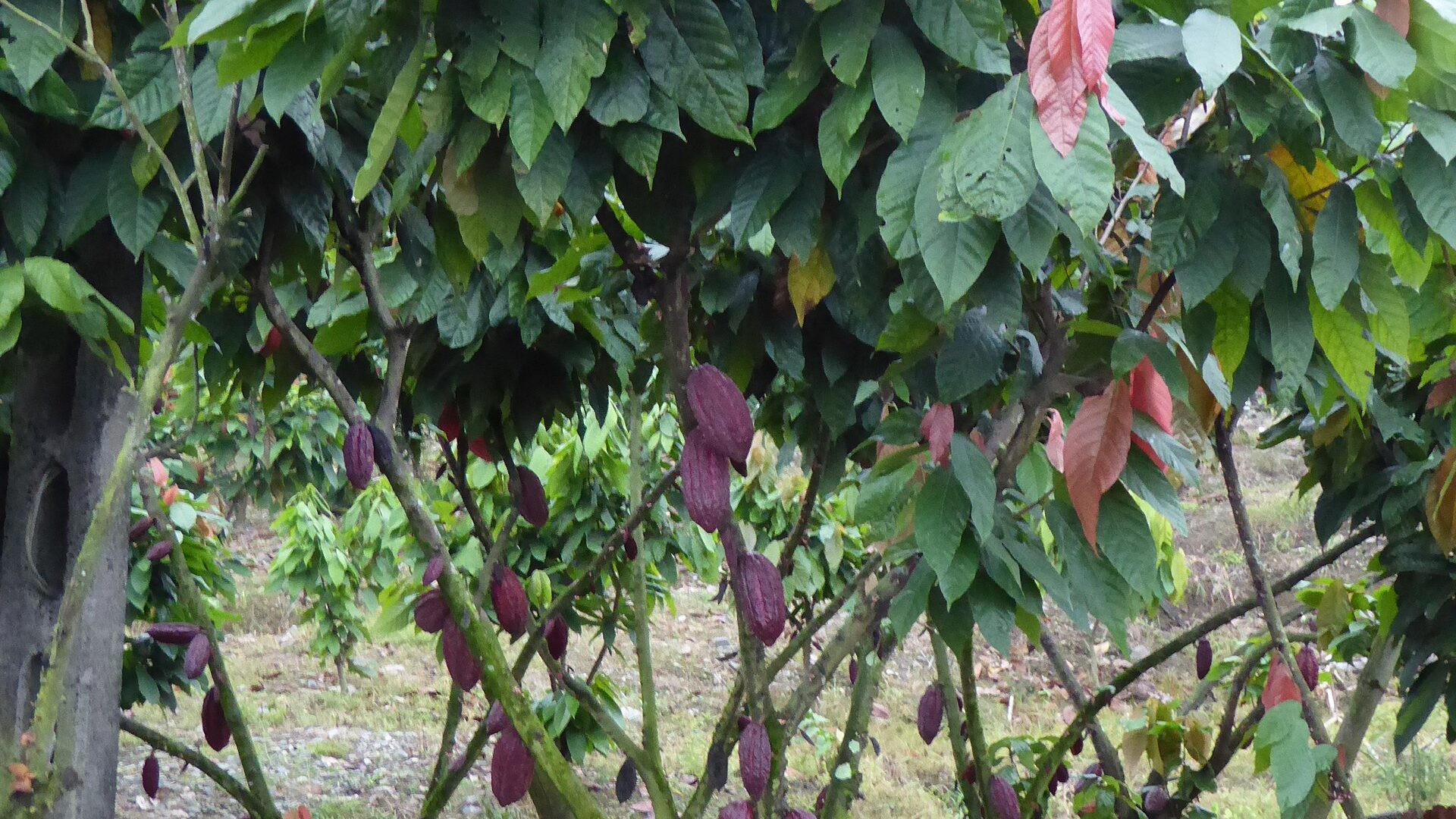 A cacao plantation field in Guayas Province, Ecuador