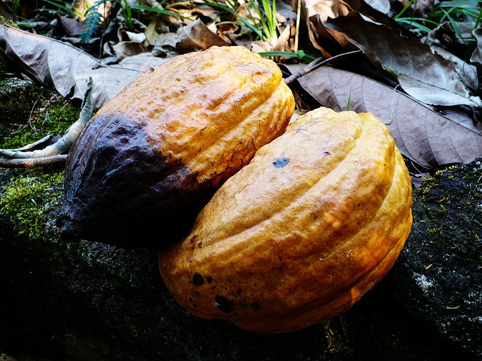Ripe cacao pods still on the tree