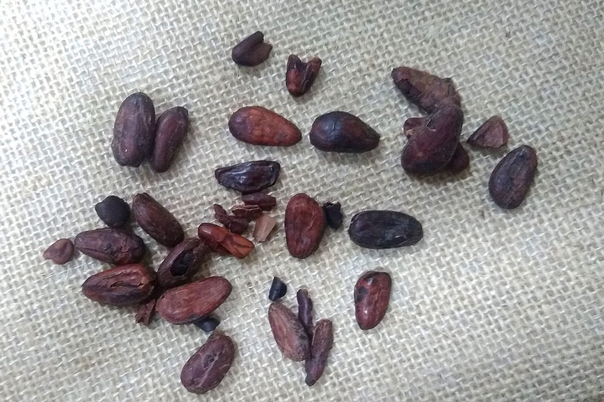 Roasted cocoa beans from Brazil