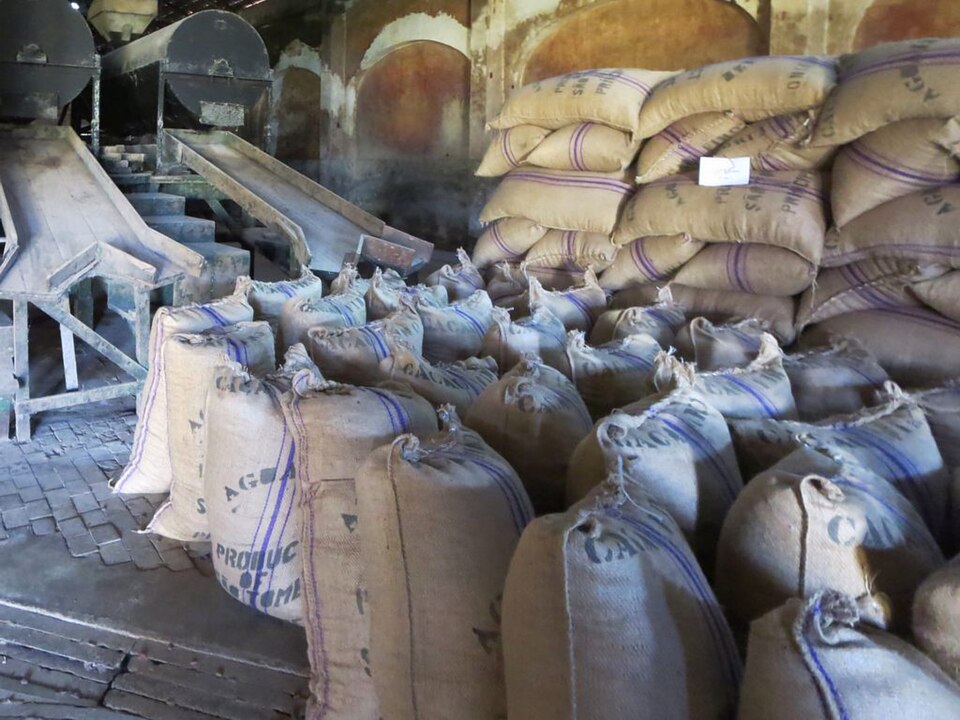 Burlap sacks of cocoa beans ready for export