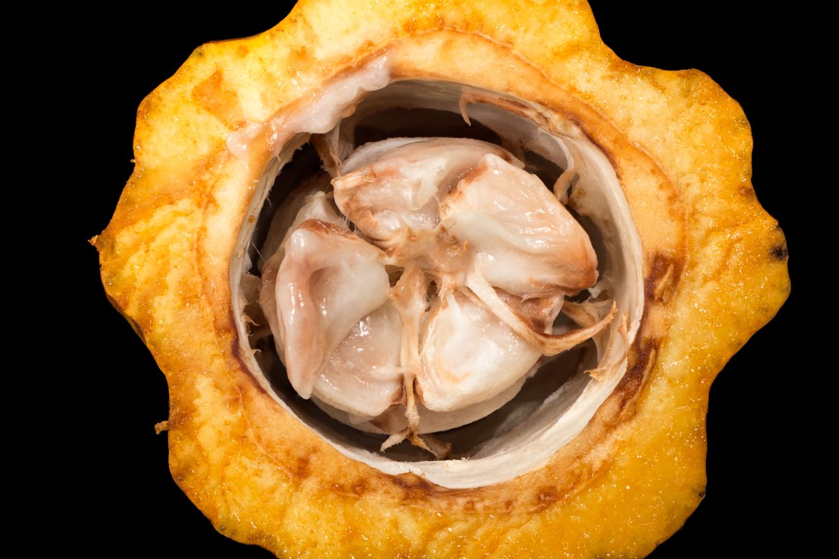 A split cacao pod revealing the beans inside