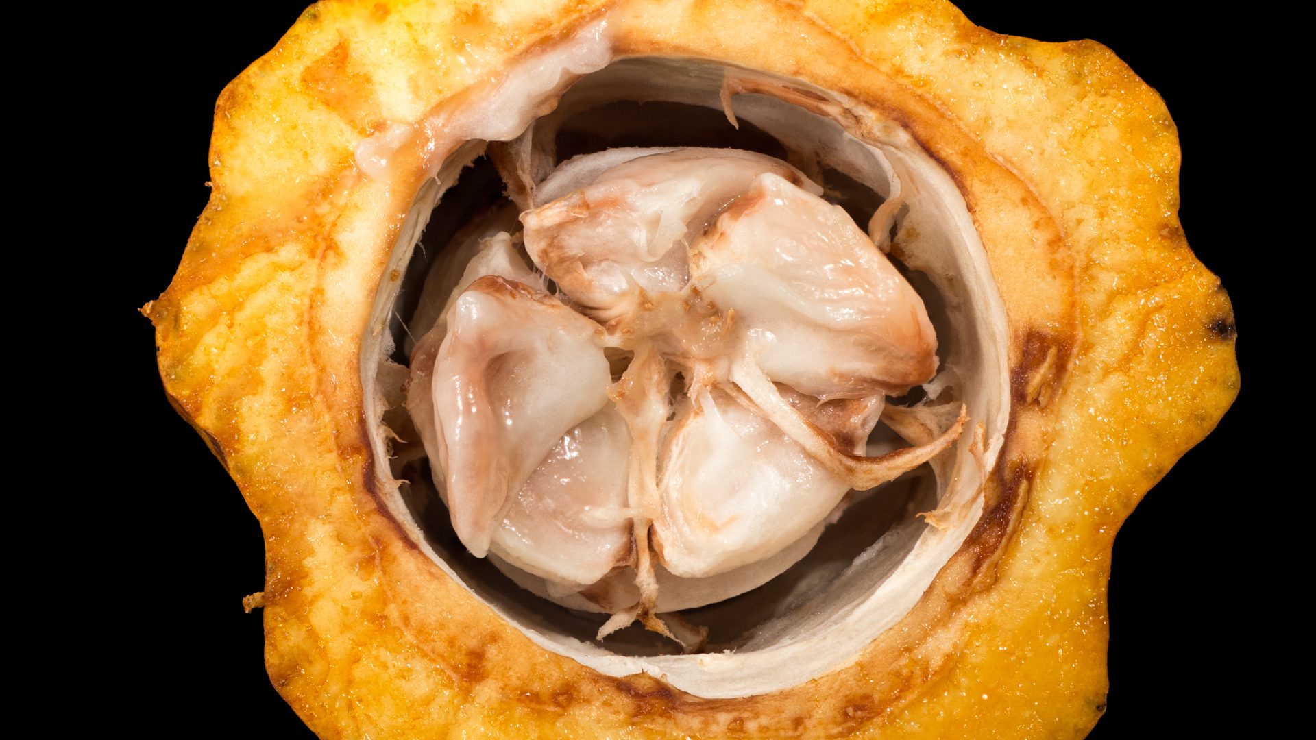 A split cacao pod revealing the beans inside